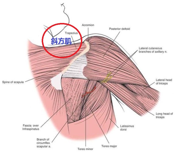 肩膀后面的斜方肌的起点和止点分别在哪里斜方肌有什么作用