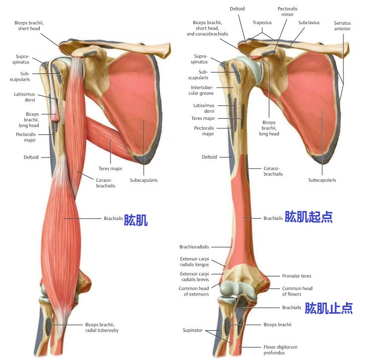 肱肌起自肱骨体下半的内外两面及内外侧肌间隔肱肌起点在哪里?