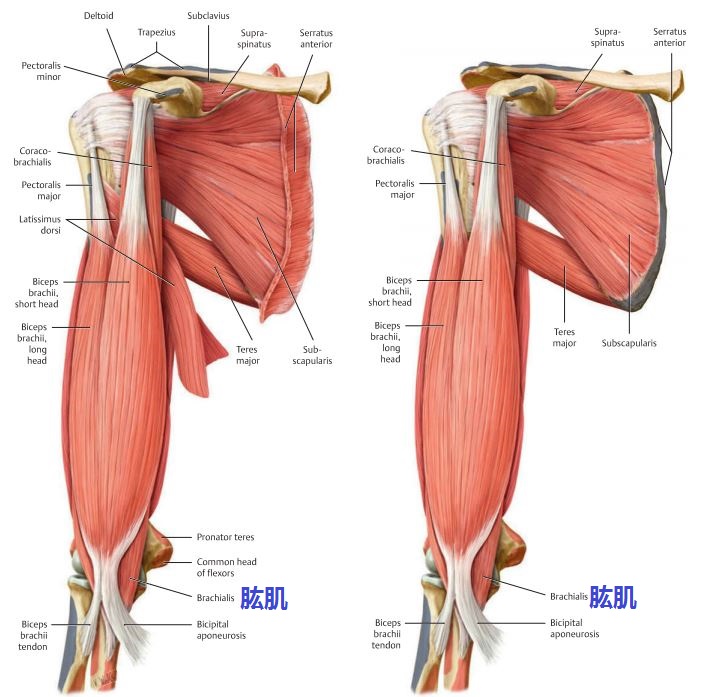 胳膊肌肉解剖图图片