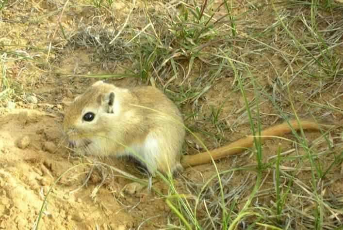 内蒙古草原老鼠品种图片