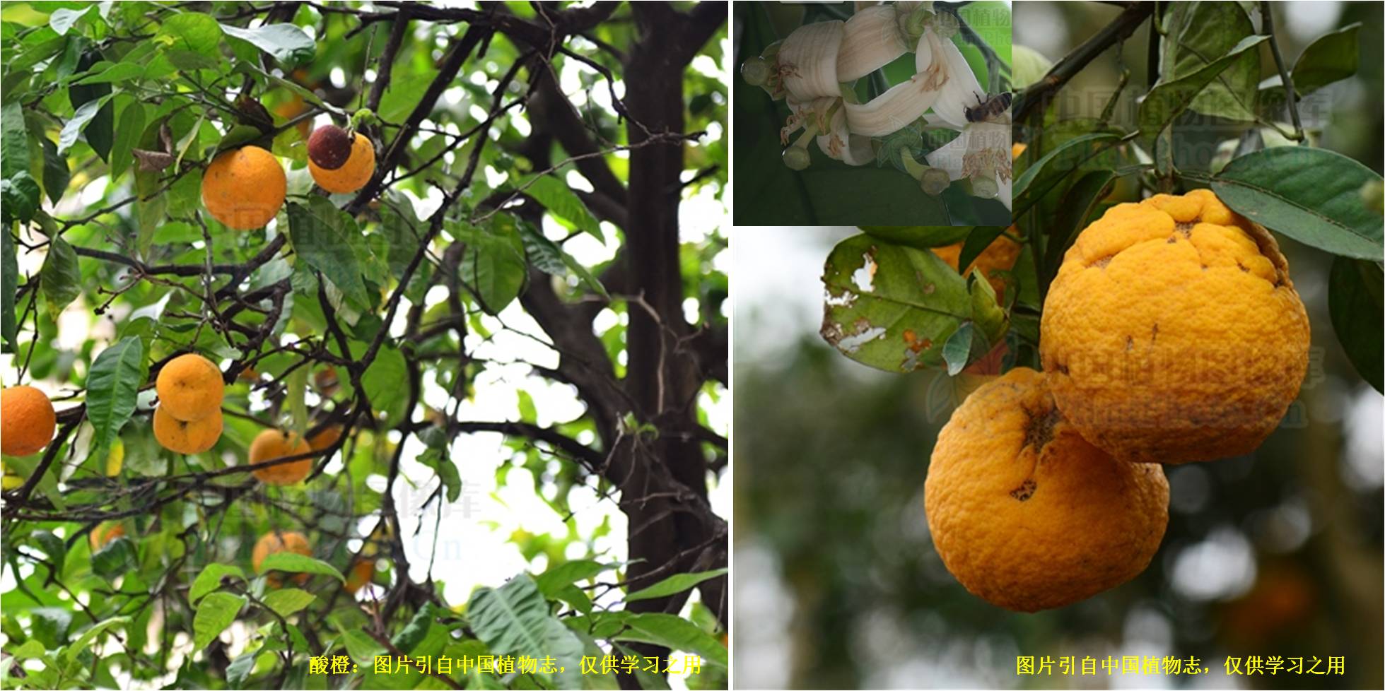 柑橘单身复叶图片