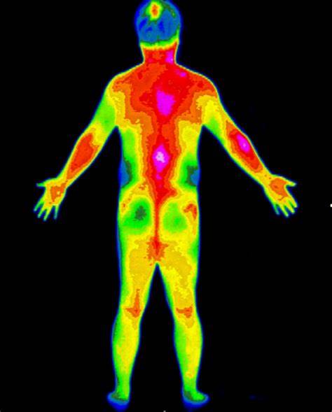 人体各部位体温分布图图片