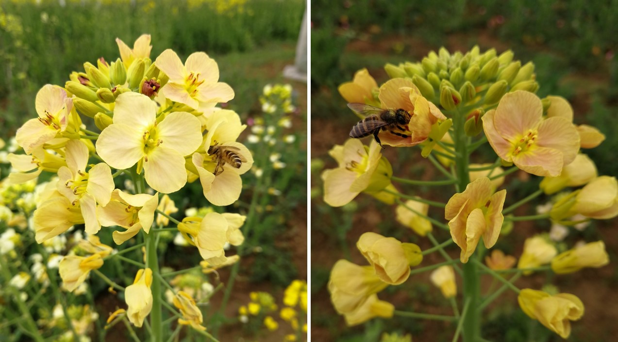 一般情况下,植物自花传粉过程中可借助于风媒,也可借助于虫媒