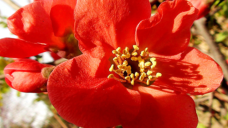 五片花瓣的红花图片