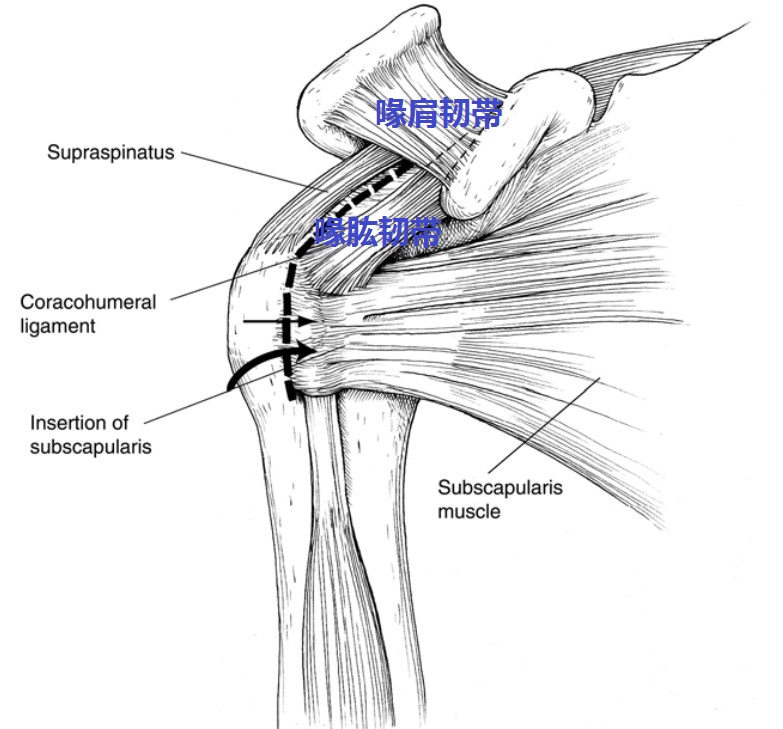 科学网—喙肩韧带cal和喙肱韧带chl在喙突上的附着点在喙突的什么地方