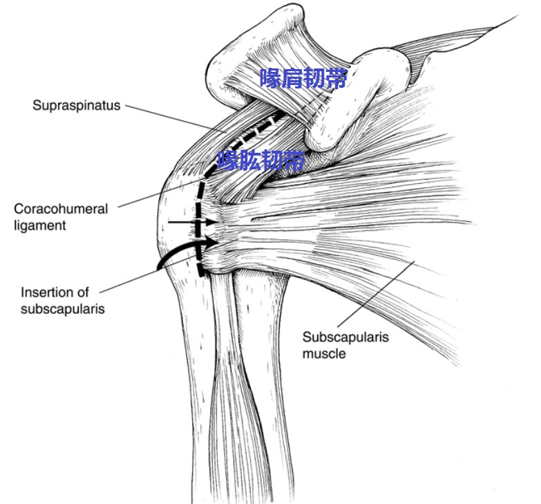 喙突肩峰韧带图片