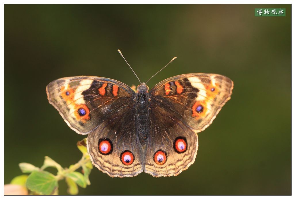 红斑翠蛱蝶图片