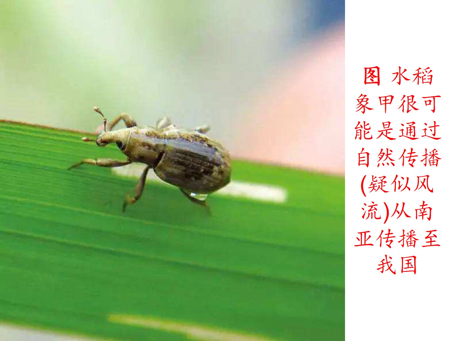 生物入侵的传播途径