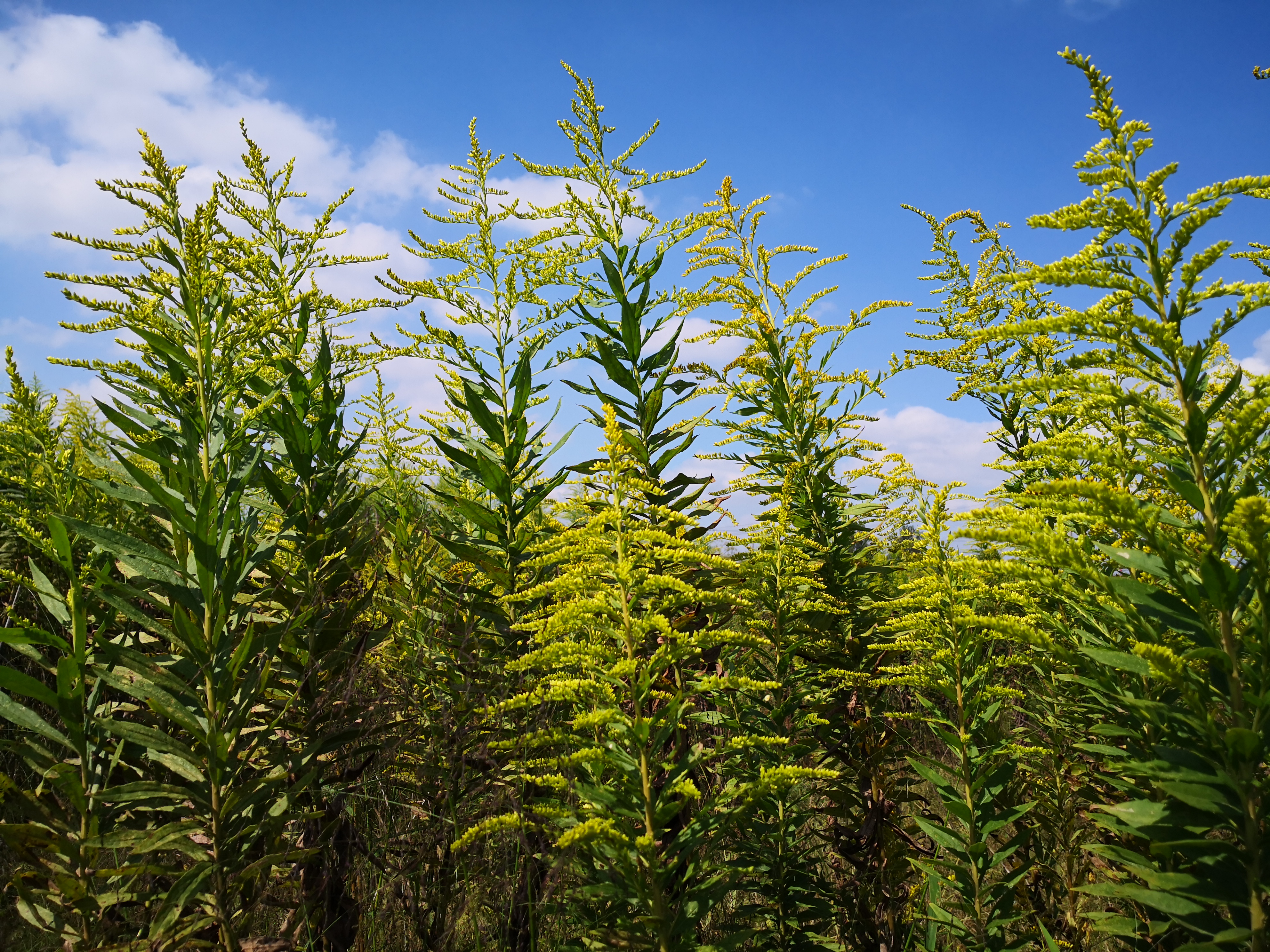 那麼,如何衡定入侵植物入侵背景下種間競爭和種內競爭對入侵植物入侵