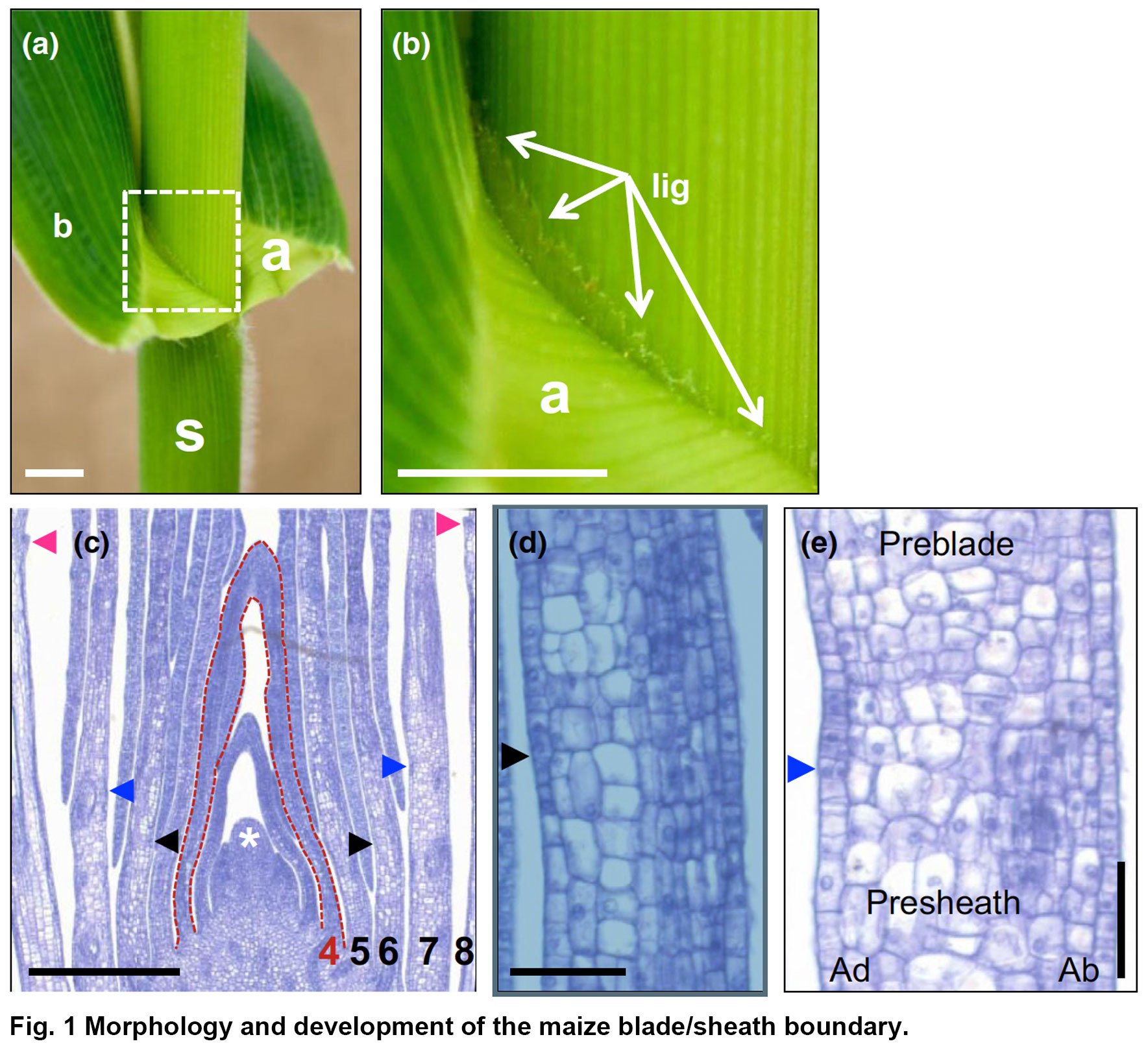 玉米叶下表皮结构图图片