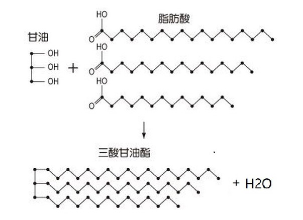 高级脂肪酸的结构式图片