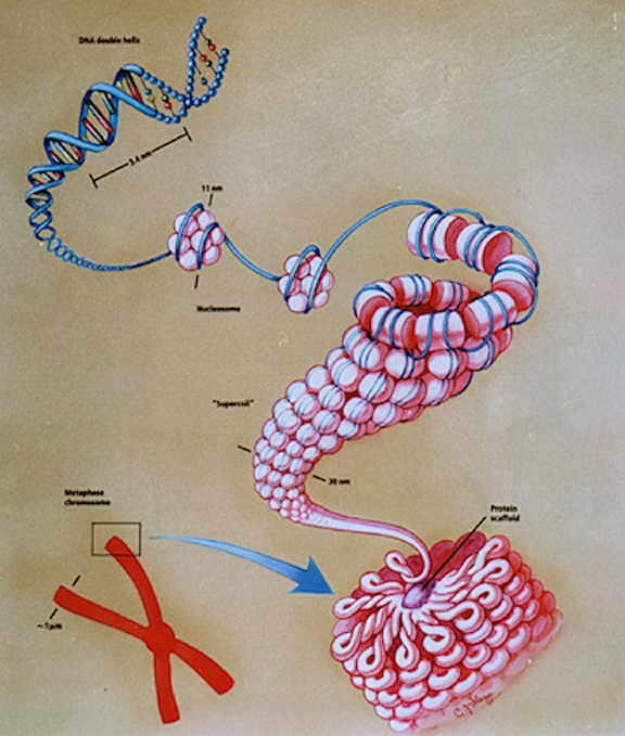 染色质结构模型图片