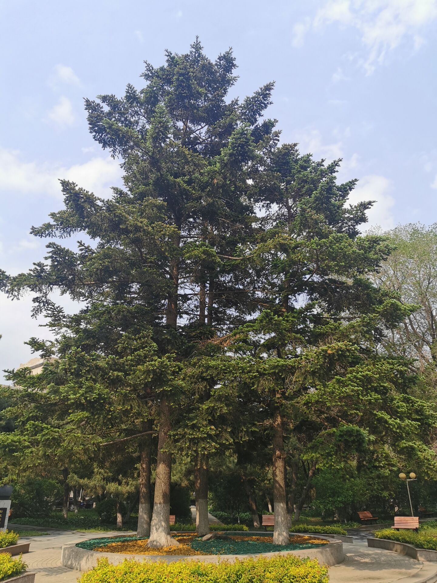 校园常见的树木及照片图片