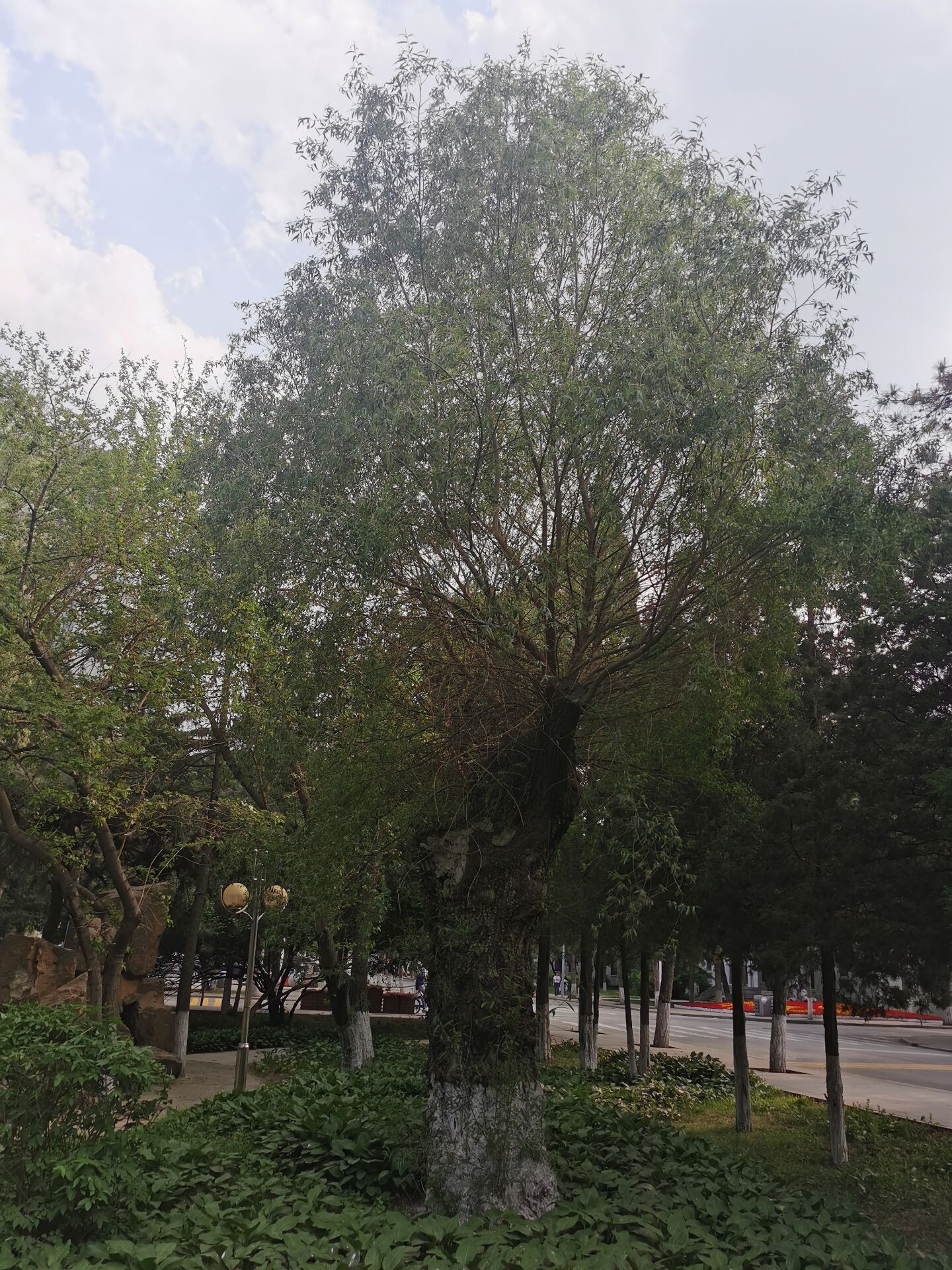 校园常见树木图片