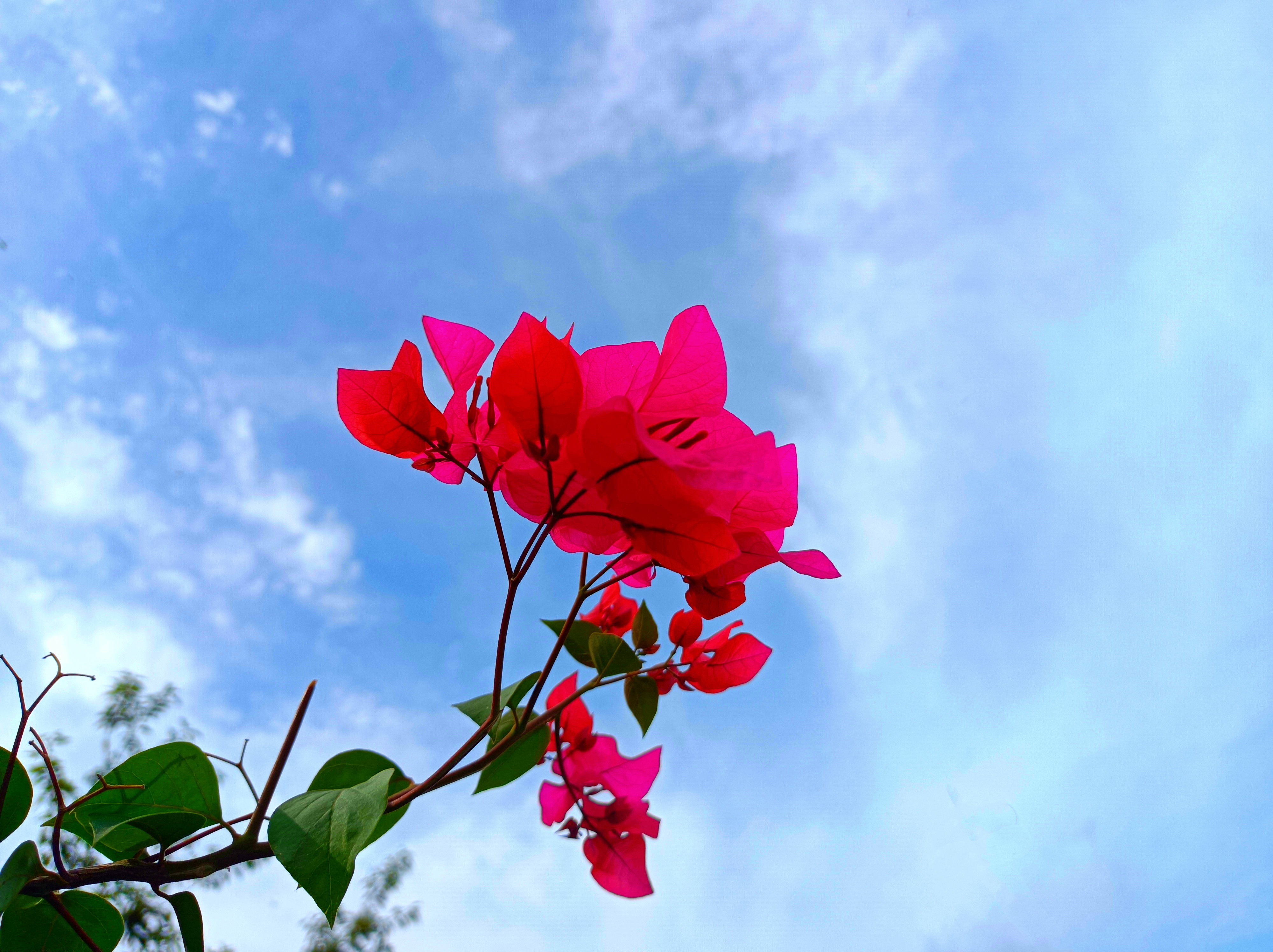 蓝天白云一朵红花图片图片