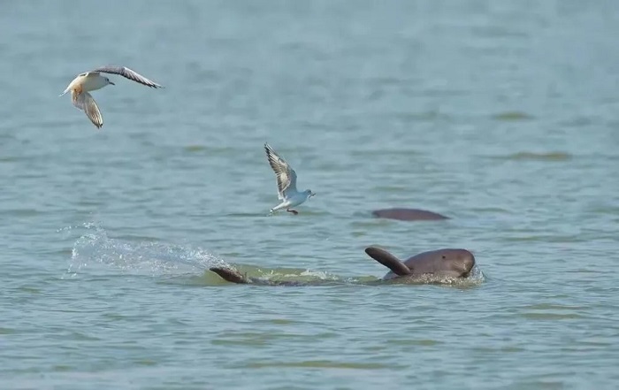 海江豚和长江江豚图片