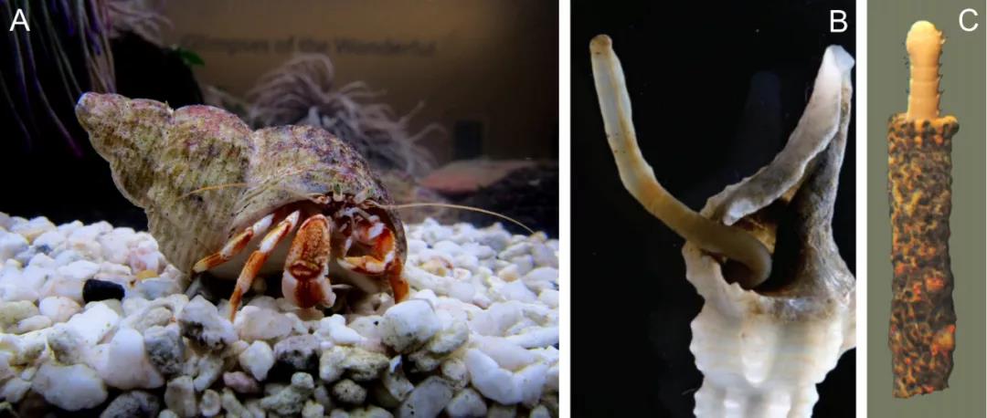 云南大学张喜光杨杰团队发现寒武纪早期鳃曳动物的寄居行为