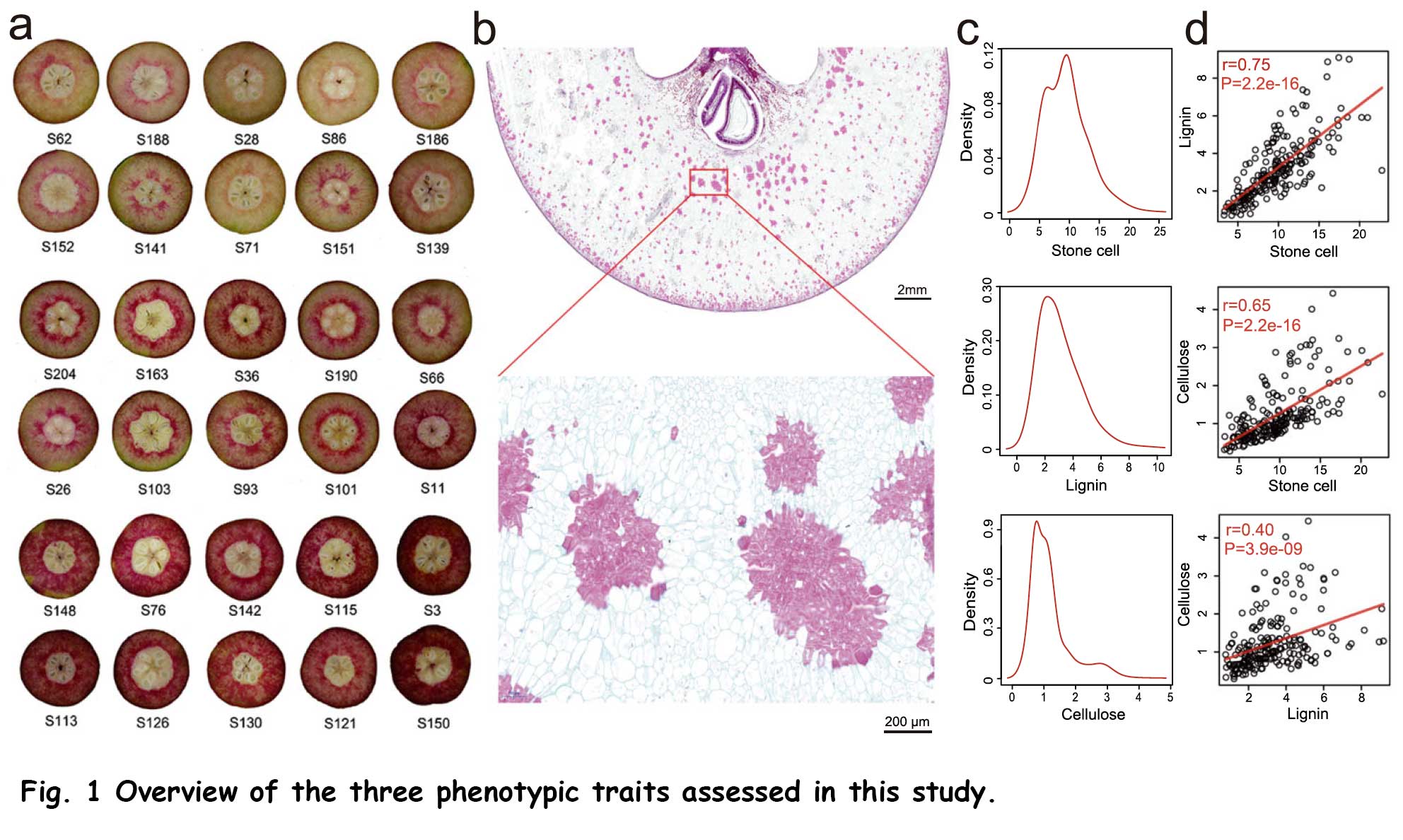 梨石细胞结构图片