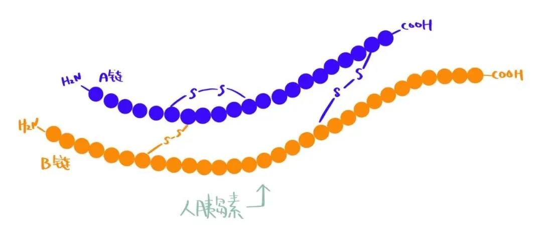 一文中再次提出"完全由化学合成的胰岛素a链和b链可以通过二硫键结合