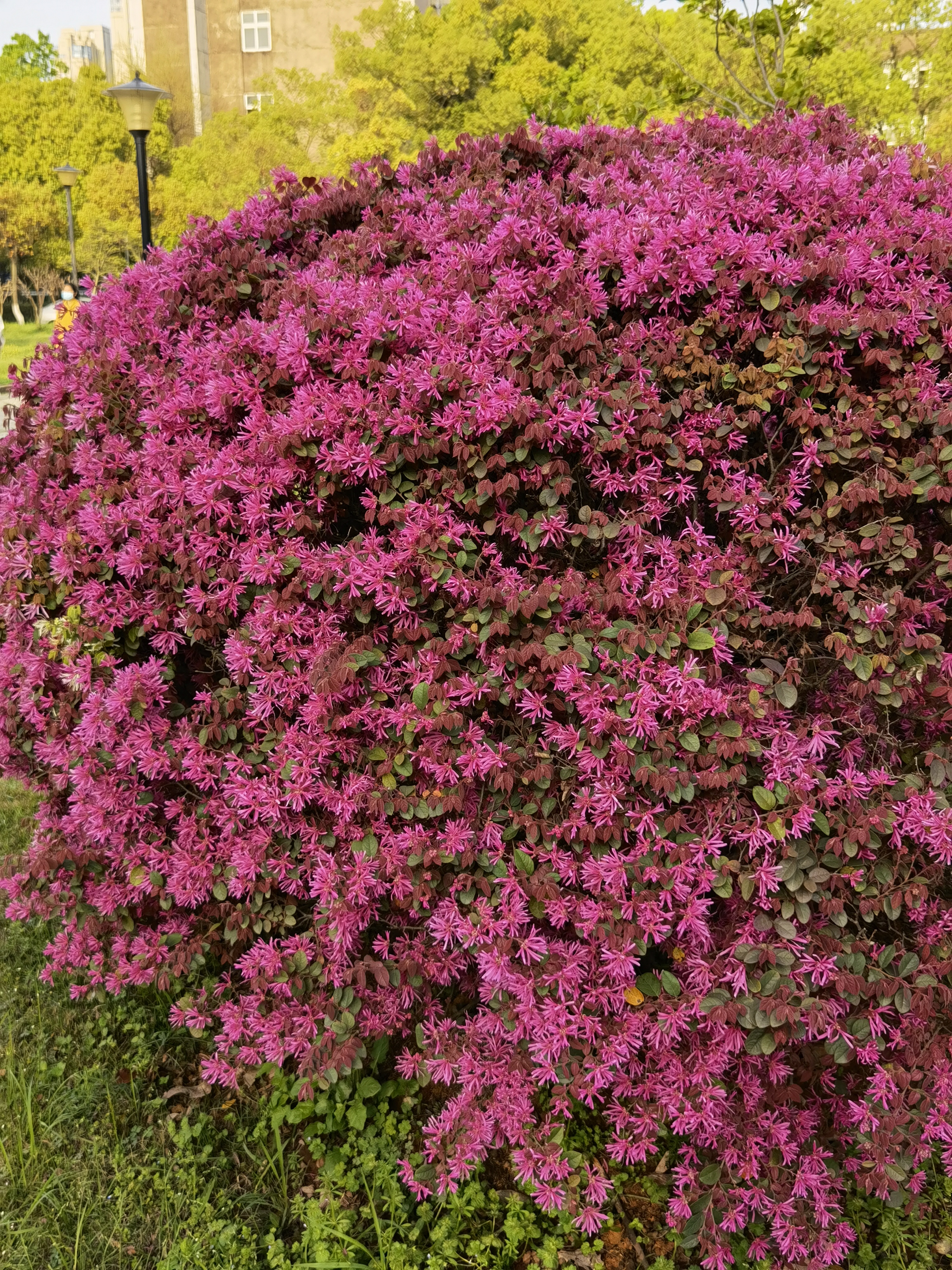 红花檵木真实图片