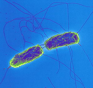 变形杆菌镜下图片图片