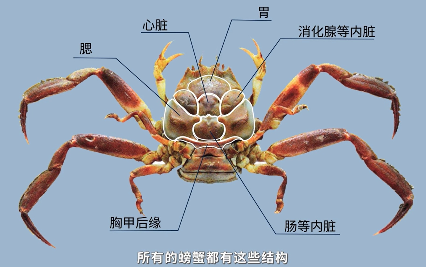 关公蟹 44 平家蟹:所有的螃蟹都有这些结构jpg