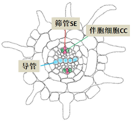 筛管及伴胞的示意图图片