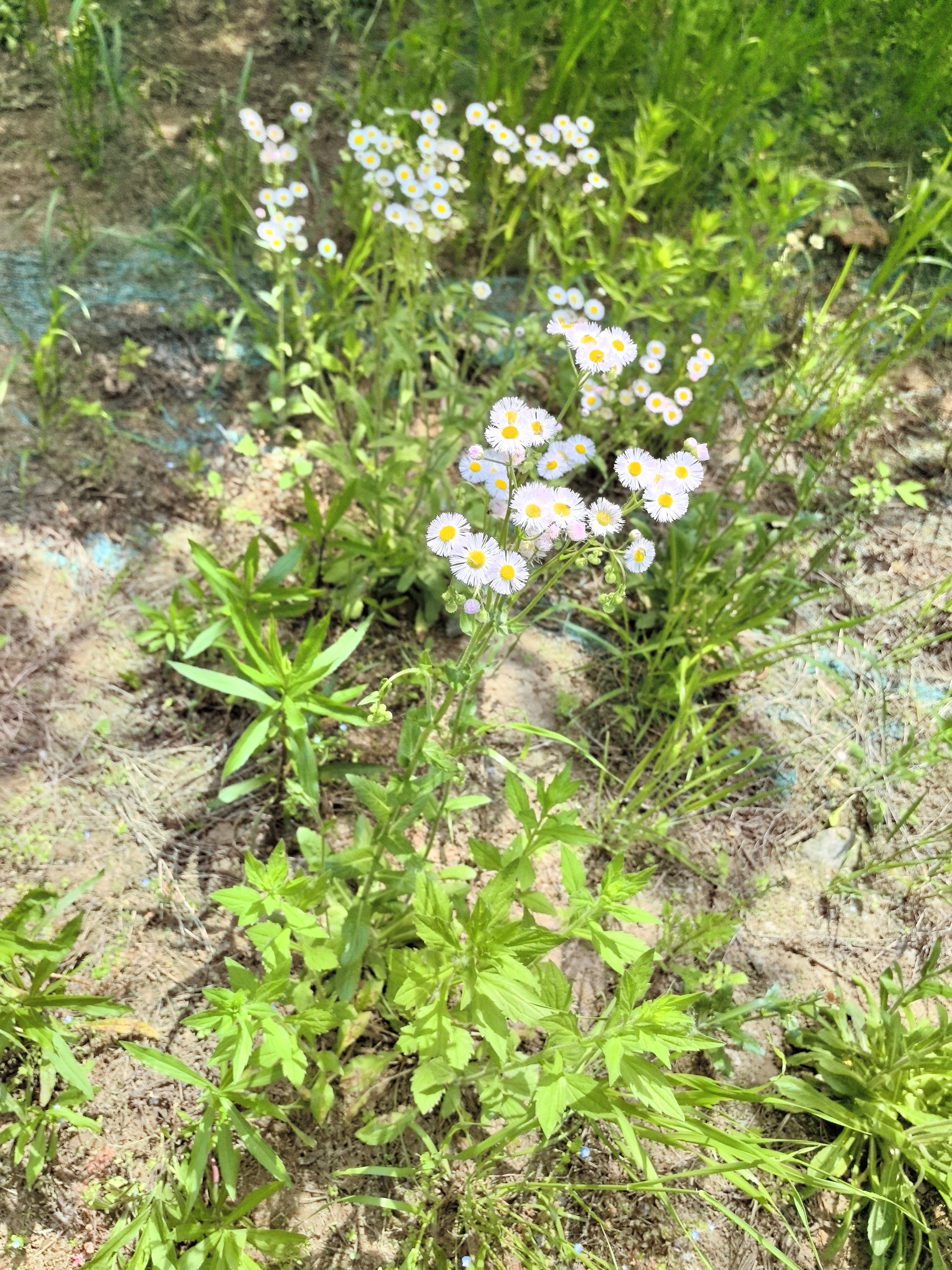 小蓬草和一枝黄花图片