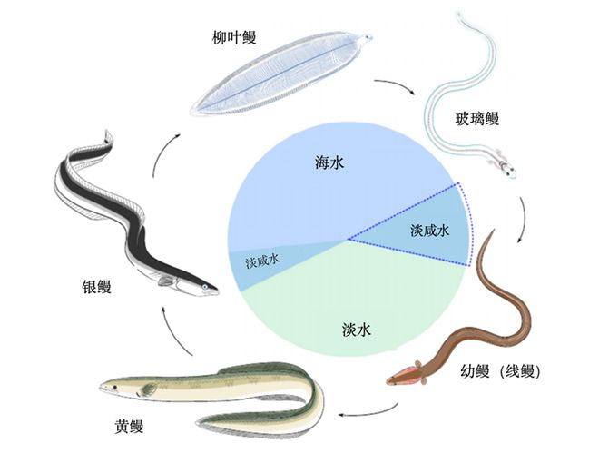 日本即将完成规模化鳗鲡苗全人工繁育技术,将对我国鳗鲡产业产生巨大