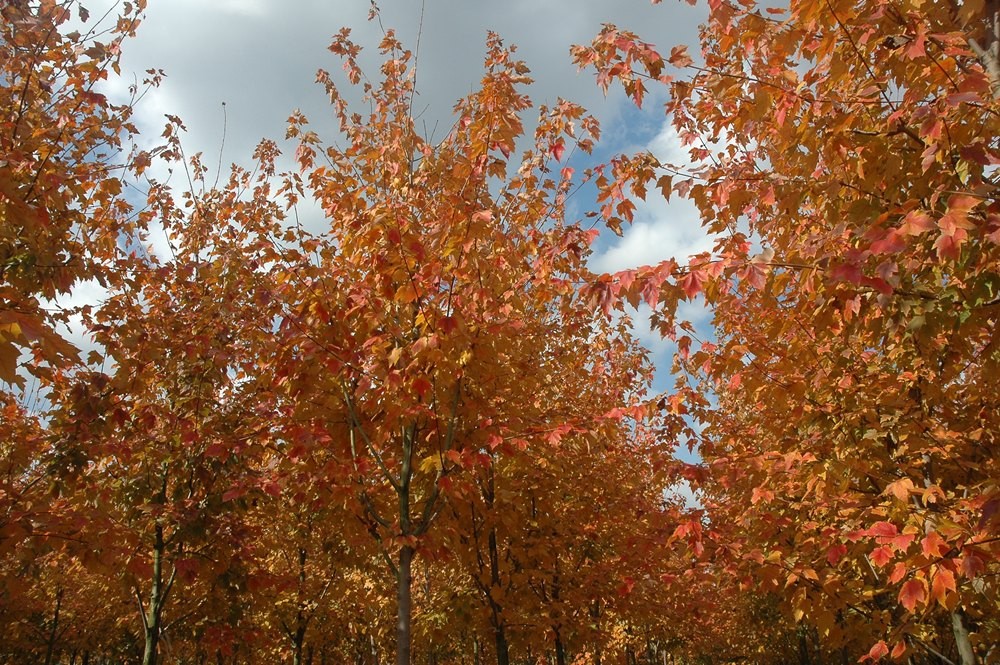秋色叶树种图片